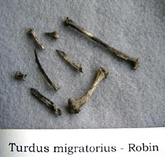 robin bones